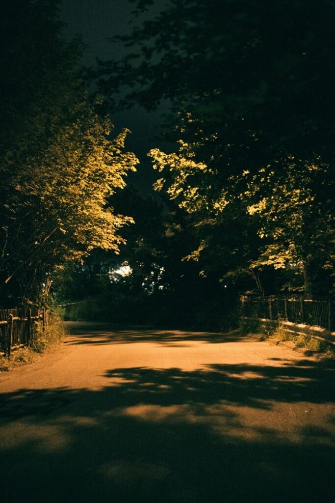 Hollywood Hills Canyon at night. Shadows. Trees hanging overhead. Street level shot.