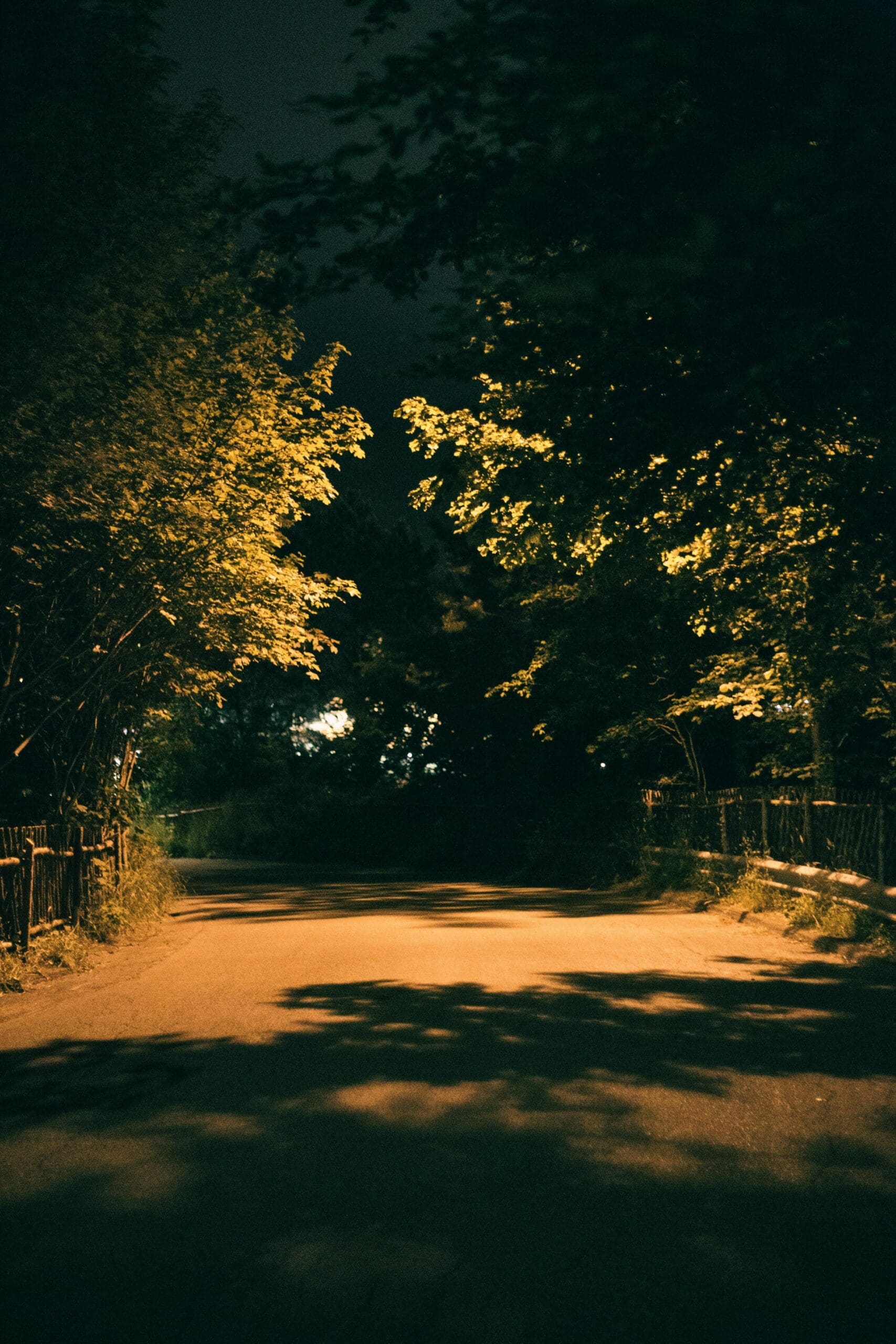 Hollywood Hills Canyon at night. Shadows. Trees hanging overhead. Street level shot.